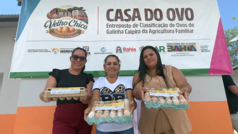 Bahia fortalece produção de ovos na agricultura familiar e acompanha crescimento do consumo nacional