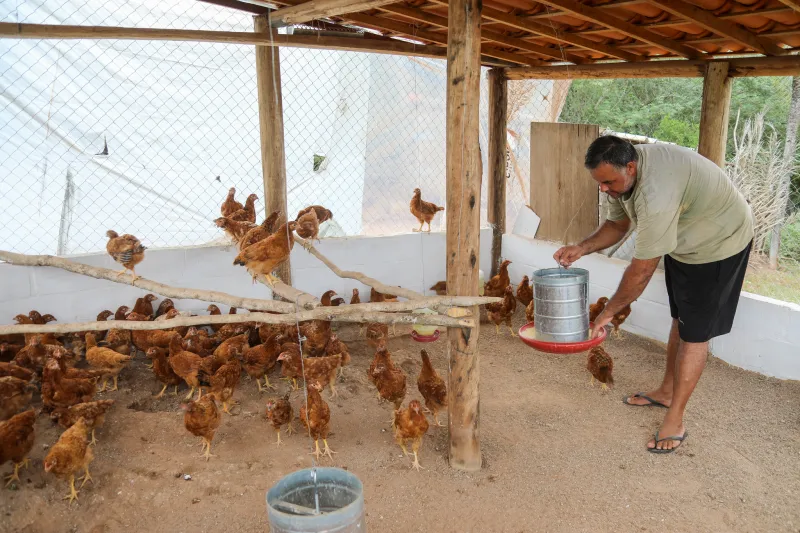 Bahia fortalece produção de ovos na agricultura familiar e acompanha crescimento do consumo nacional