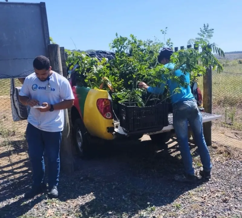 Vereda mais verde: município recebe mudas para incentivar a preservação ambiental