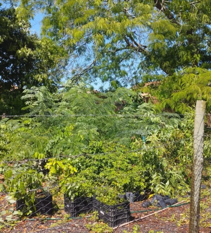Vereda mais verde: município recebe mudas para incentivar a preservação ambiental