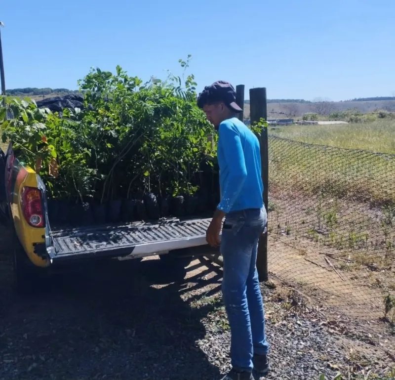 Vereda mais verde: município recebe mudas para incentivar a preservação ambiental