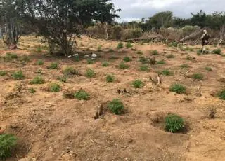 1 tonelada de maconha é apreendida por dia em operação da Polícia na Bahia