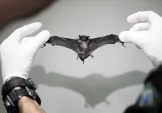 10º caso de raiva em morcegos é confirmado em Feira de Santana