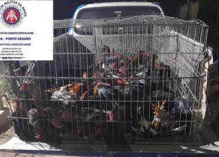120 galos de briga avaliados em R$ 400 mil são apreendidos pela PM em Teixeira de Freitas