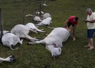 16 reses são eletrocutadas por raio em Fazenda de Itabela