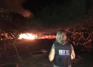 50 mil pés de maconha são destruídos pela Polícia Civil no interior da Bahia