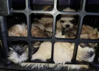 PRF apreende 66 filhotes de cão shih tzu  aglomerados no porta malas de um veículo na Bahia