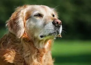 7 dicas de como cuidar de seu cão idoso