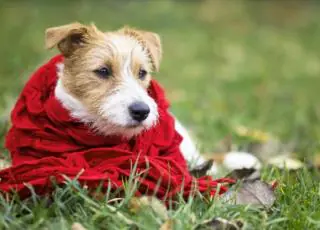 7 dicas de cuidados com seu cão no inverno