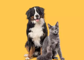 7 dicas para evitar o mau hálito em cães e gatos  