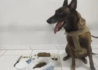 8° BPM apreende nova quantidade de drogas com ajuda da a K9 Kira, em Porto Seguro