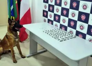 8° BPM localiza e apreende drogas com auxílio de cão policial, em Porto Seguro