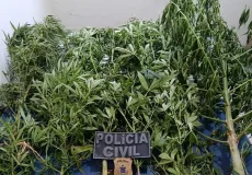 Ação conjunta da Polícia Civil e Militar apreende plantação de maconha na zona rural de Guaratinga