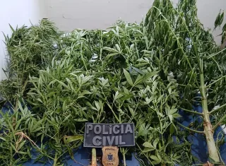 Ação conjunta da Polícia Civil e Militar apreende plantação de maconha na zona rural de Guaratinga