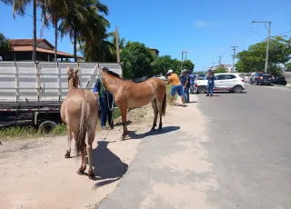 Ação conjunta intensifica fiscalização e apreende animais soltos na BR-101 e BR-418, em Nova Viçosa