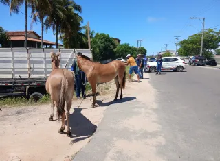 Ação conjunta intensifica fiscalização e apreende animais soltos na BR-101 e BR-418, em Nova Viçosa