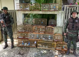 Ação da CIPPA/PS resulta na apreensão de 73 aves silvestres, um animal abatido, armamentos e munições na zona rural do município de Ilhéus