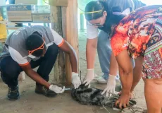 Ação de vacinação antirrábica atende cães e gatos em comunidades de Alcobaça