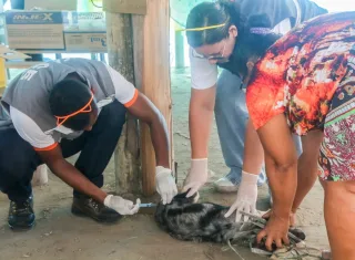 Ação de vacinação antirrábica atende cães e gatos em comunidades de Alcobaça