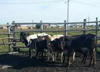 Acusados de roubo de gado são presos pela PM de Mucuri. Animais foram recuperados