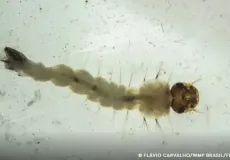 Adeus à dengue? Brasil inaugura gigante biofábrica de "Mosquitos do Bem"
