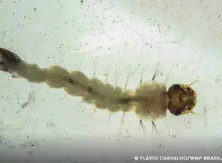Adeus à dengue? Brasil inaugura gigante biofábrica de "Mosquitos do Bem"