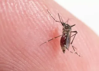 Aedes aegypti se adapta e passa a se reproduzir em água suja também