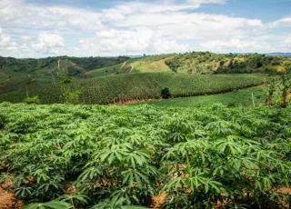 Agropecuária baiana teve impulso de 3,6% no quarto trimestre de 2022