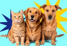 Alcobaça Inicia Campanha Itinerante de Vacinação para Cães e Gatos