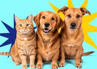 Alcobaça Inicia Campanha Itinerante de Vacinação para Cães e Gatos