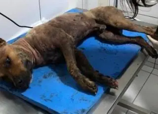 Além de feridos, cães encontrados em rinha em SP eram assados
