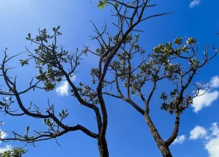 Alertas de desmatamento batem recorde no Cerrado