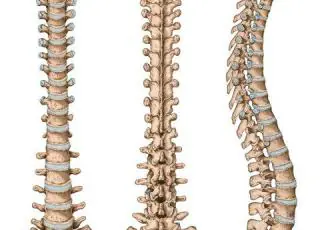 Alterações da coluna vertebral e suas consequências.