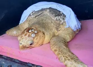 Ameaçada de extinção, tartaruga marinha de 70 kg é resgatada em Porto Seguro