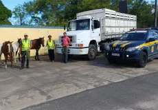 Animais soltos na BR-101 geram risco e expõem dados alarmantes em Teixeira de Freitas