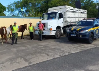 Animais soltos na BR-101 geram risco e expõem dados alarmantes em Teixeira de Freitas
