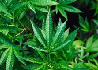 Anvisa aprova registro do 1º produto à base de maconha