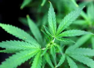 Anvisa libera remédios à base de cannabis em farmácias