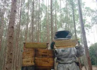 Apicultores ampliam produção de mel em áreas da Suzano no Extremo Sul da Bahia