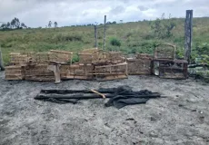 Após denúncia, PM encontra aves presas em pequenas gaiolas e realiza soltura