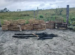 Após denúncia, PM encontra aves presas em pequenas gaiolas e realiza soltura