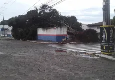 Árvore é arrancada pela raiz durante tempestade no centro de Teixeira de Freitas
