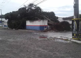 Árvore é arrancada pela raiz durante tempestade no centro de Teixeira de Freitas