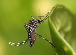 Aumenta preocupação com doenças ligadas ao Aedes aegypti no verão