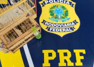 Aves silvestres são resgatadas e veículo é apreendido durante ação da PRF em Eunápolis