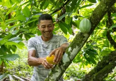 Bahia amplia ações e avança na proteção da cacauicultura