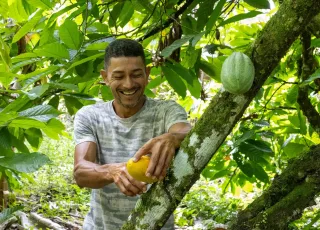 Bahia amplia ações e avança na proteção da cacauicultura