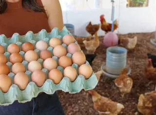 Bahia fortalece produção de ovos na agricultura familiar e acompanha crescimento do consumo nacional