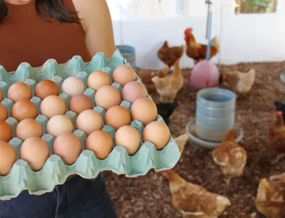 Bahia fortalece produção de ovos na agricultura familiar e acompanha crescimento do consumo nacional