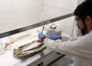Bahia Pesca apresenta novos resultados da análise feita em Alcobaça, Caravelas e Prado